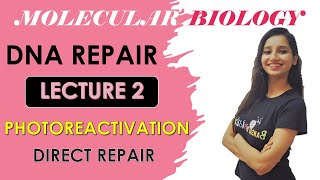 Photoreactivation Repair Direct RepairMolecular BiologyPhotolyaseDna Repair System Lecture 2 [upl. by Desdamona]