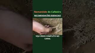 Nematóide do Café produtordecafe agronomia cafeicultura cafeicultores  agro safradecafe [upl. by Mattah]