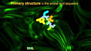 Protein Structure  University Of Surrey [upl. by Annoyk42]