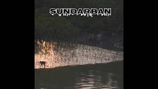 quotSundarbans Indias Largest and Most Dangerous Forestquot 🌳 Sundarban shorts [upl. by Manfred]