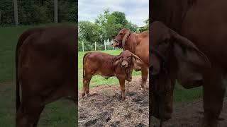 Thailand cow breed moust hewey bull cow cattlefarming livestockfarming cowfarming short [upl. by Arvid905]