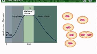 Microbial Growth  Part 2 [upl. by Ardnazil]