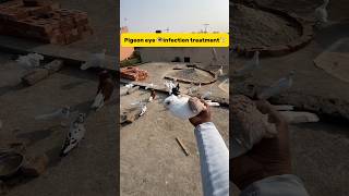 Pigeon eye👁️infection treatment🕊️ petlover minivlog kabutarvlog pigeonvlogger pigeoneyes [upl. by Gibbon]