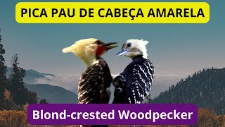 Casal de Picapaudecabeçaamarela  Blondcrested Woodpecker  Aves Brasileiras [upl. by Yraeht]