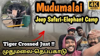 Mudumalai Forest Safari Best Time   Ooty  முதுமலை Elephant Feeding  Bandipur Elephant  tamil [upl. by Nagek]