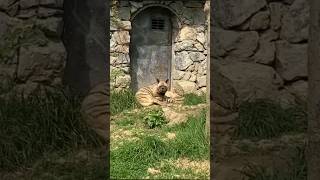 Darıca Hayvanat Bahçesi Çizgili Sırtlan Before amp After Striped Hyena Transformation 💥 [upl. by Farrica]