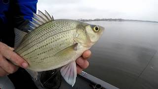 Lake of the Woods Indiana Fishing for White Bass [upl. by Aielam]