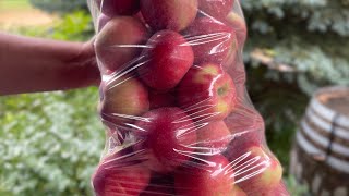 Storing FRESH apples for an ENTIRE YEAR [upl. by Erasaec]