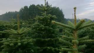 Choinkipl PLANTACJA JODŁY Christmas tree plantation [upl. by Ttnerb]