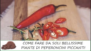 Semina e coltivazione del Peperoncino piccante [upl. by Leach]