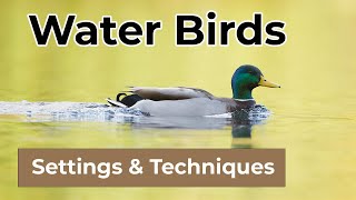 How to Photograph Water Birds  Camera Settings amp Techniques [upl. by Eiral]