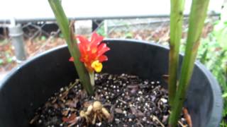 Rare ginger Curcuma rubrobracteata [upl. by Enaamuj]