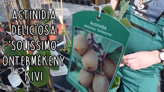 Actinidia deliciosa Solissimo – Öntermékeny kivi [upl. by Yenaj201]