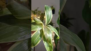 Dracaena Propagation in water shorts plants dracaena indoorplants [upl. by Giuliana311]