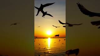 Seagull Sound  Seagull Morning Beach  Beach and Seagull birds sound [upl. by Ettevahs814]