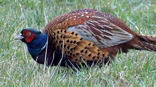 Common Pheasant male Phasianus colchicus  20130331 [upl. by Ahsekyw]