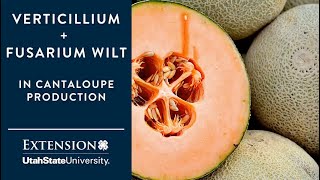 Verticillium and Fusarium Wilts in Cantaloupe Production [upl. by Kemp]