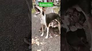 Street Mather dog and papis bhooto straydog doglover dog dogvideos trandingshorts shorts [upl. by Gristede401]