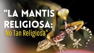 LA MANTIS RELIGIOSA El insecto que se come a su pareja [upl. by Anerroc]