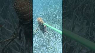 How Lobster are Caught for Food spearfishing fishing [upl. by Simonette]