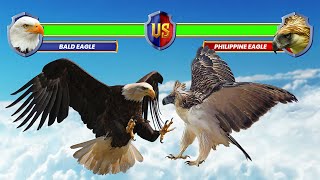 Bald Eagle vs Philippine Eagle [upl. by Aikemehs]