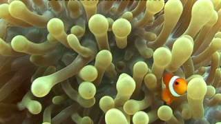 Anemonefish [upl. by Lomax932]