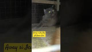 Inheat Cat na pakipot 😅 catvideos cat catfood catlover pets persiancatfood [upl. by Sellers]