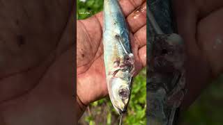 ഇതാണ് അതിന്റെ രീതി keralafishing shorts [upl. by Jehiah]