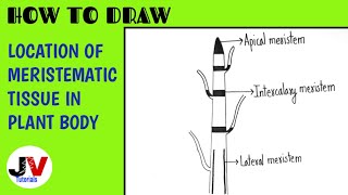 What are plant tissue and their function  Biology  Extraclasscom [upl. by Loria]