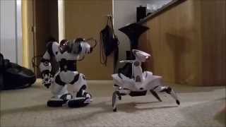 Robosapien vs Roboquad WowWee Robots Which is Best [upl. by Enaelem]