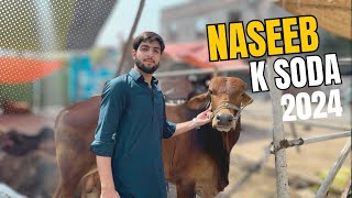 Naseeb k soda hogya tanzeel bhai ke qurbaani ♥️  bakra eid vlog [upl. by Koval712]