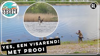 Eindelijk een jagende visarend op beeld  TV  Vroege Vogels [upl. by Edia]