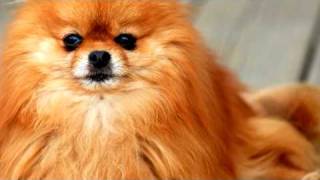 Dog Grooming  How to Groom a Pomeranian [upl. by Haberman]