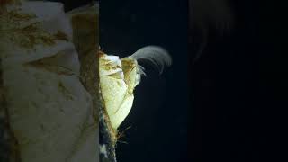 Secrets of barnacle feeding microscopic marvels [upl. by Niwred]