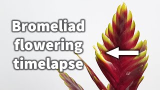 Bromeliad Vriesa Vogue flowering timelapse [upl. by Bowlds449]