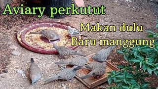 Aviary perkutut Nyimak perkutut manggung Suaranya mantap² gaes [upl. by Silvano]