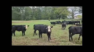 Weaned put together steers 100 days  weighing around 550 Call or text 6156066216 [upl. by Ozmo]