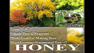 Thornless Honeylocust Tree Seed  Gleditsia triacanthos Tree Seeds on wwwMySeedsCo [upl. by Enahc]