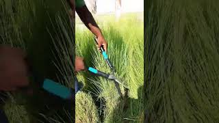 Cutting To Pennisetum Grass youtubeshorts shorts shortvideo viralvideo youtube subscribe [upl. by Valeda]