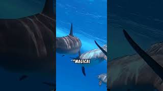 dolphin echolocation 33 [upl. by Minabe564]