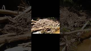 Huge Trash Pile in Front of Bridge on a Tennessee Stream shorts rivers fishing fishingadventure [upl. by Lenahtan]