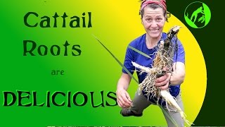 How to Cook Delicious Cattail Roots [upl. by Knut8]