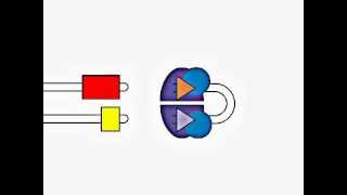 VDJ Gene Recombination [upl. by Maurizio823]