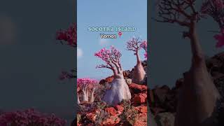 🤫 Experience the Magic of Socotra Island Yemen shorts [upl. by Darnell]