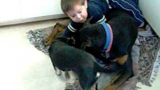 Baby vs Doberman [upl. by Anitnelav]