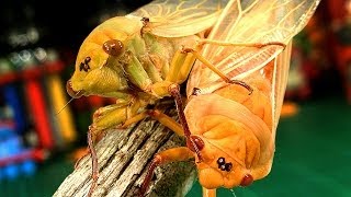 Cicadas Mating Amazing Nature Life Cycle What Color Will The Babys Be [upl. by Norak]