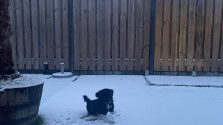 Eerste keer sneeuw voor ons pup Bobbie 🐶 [upl. by Lednar]