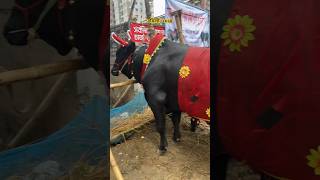 Qurabni Cow moment goruloversofchattga viralvideo bullsfight cow [upl. by Kris]