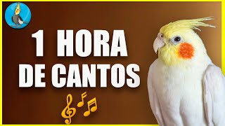 🟡 1 HORA DE CANTOS DE LA CACATUA NINFA COLAPSITA enseñale a cantar [upl. by Corotto]