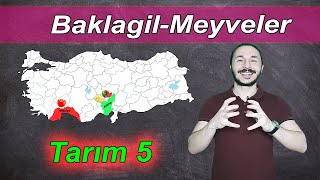 Ayt Coğrafya Türkiyede Tarım 🌾 Meyveler Baklagiller 📌 11sınıf Kpss coğrafya 📂 PDF [upl. by Llerdnam]